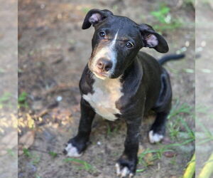 Mutt Dogs for adoption in Canton, CT, USA