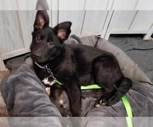 German Shepherd Dog Dogs for adoption in Stockton, CA, USA