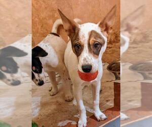 Australian Shepherd-Red Heeler Mix Dogs for adoption in Pena Blanca, NM, USA