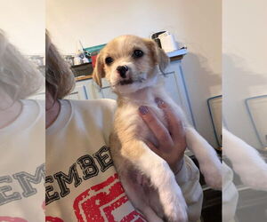 Doxiepoo (Miniature) Dogs for adoption in Grafton, WI, USA