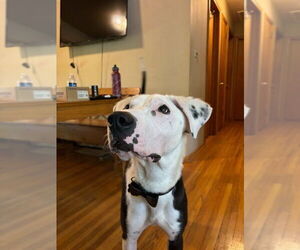 Border Collie-Unknown Mix Dogs for adoption in Minneapolis, MN, USA