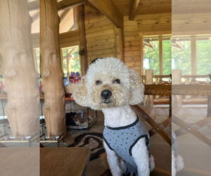 Goldendoodle (Miniature) Dogs for adoption in Germantown, OH, USA