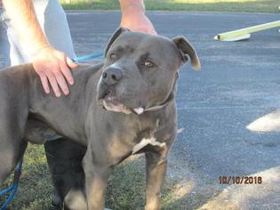 American Pit Bull Terrier Dogs for adoption in Richfield, WI, USA