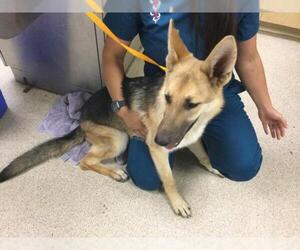 German Shepherd Dog Dogs for adoption in Riverside, CA, USA