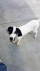 Pointer-Unknown Mix Dogs for adoption in Knoxville, IA, USA