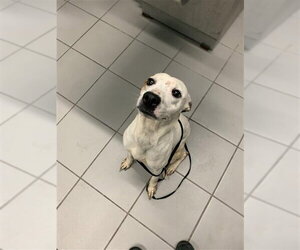 American Pit Bull Terrier-Unknown Mix Dogs for adoption in Corpus Christi, TX, USA