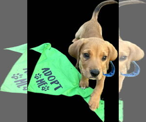 Labrador Retriever-Unknown Mix Dogs for adoption in pomfret, CT, USA
