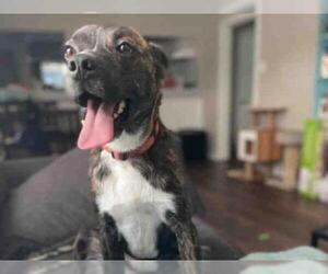 Basenji Dogs for adoption in Waco, TX, USA