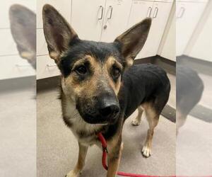 German Shepherd Dog-Unknown Mix Dogs for adoption in HESPERIA, CA, USA