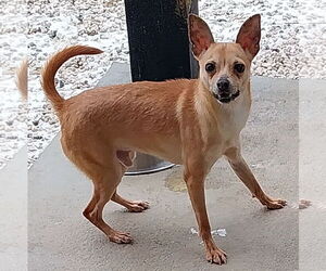 Mutt Dogs for adoption in Staley, NC, USA