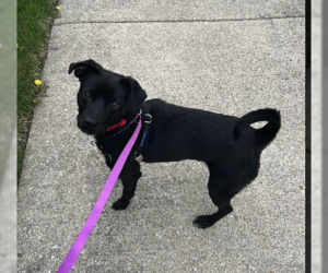 Beagle-Unknown Mix Dogs for adoption in Plainfield, IL, USA