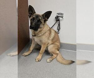 German Shepherd Dog-Unknown Mix Dogs for adoption in Rancho Cucamonga, CA, USA