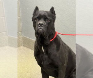 Mutt Dogs for adoption in Las Vegas, NV, USA