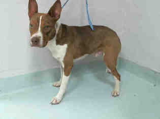 Basenji-Unknown Mix Dogs for adoption in Pasadena, TX, USA