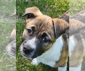 Mutt Dogs for adoption in Candler, NC, USA