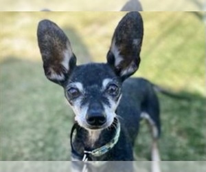 Chihuahua-Unknown Mix Dogs for adoption in Mission Viejo, CA, USA