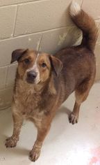 Mutt Dogs for adoption in Loudon, TN, USA