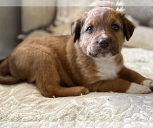 Aussiedoodle Dogs for adoption in Fenton, MO, USA