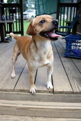 Puggle Dogs for adoption in Wetumpka, AL, USA
