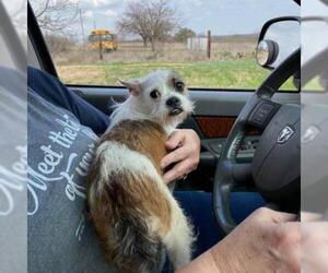 Boston Terrier Dogs for adoption in Von Ormy, TX, USA