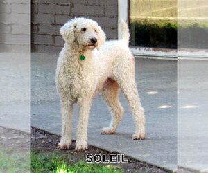 Poodle (Standard) Dogs for adoption in Lindsay, CA, USA