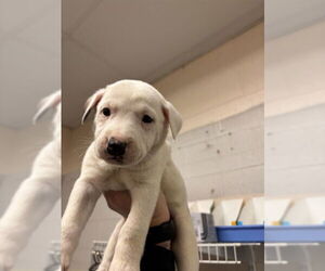 Mutt Dogs for adoption in Oklahoma City, OK, USA