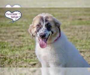 Anatolian Pyrenees Dogs for adoption in Lee's Summit, MO, USA