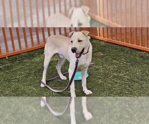 Chinese Shar-Pei-Unknown Mix Dogs for adoption in Las Vegas, NV, USA