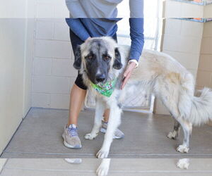 Anatolian Shepherd-Unknown Mix Dogs for adoption in McKinney, TX, USA