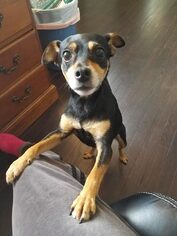 Miniature Pinscher Dogs for adoption in Westminster, MD, USA