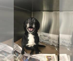 Chug Dogs for adoption in Pasadena, TX, USA