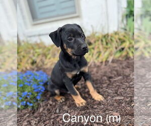 Aussiedoodle Miniature  Dogs for adoption in Parker Ford, PA, USA