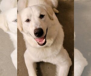 Great Pyrenees-Unknown Mix Dogs for adoption in San Francisco, CA, USA