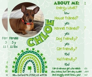 Chihuahua-Unknown Mix Dogs for adoption in New Oxford , PA, USA