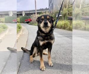 German Shepherd Dog Dogs for adoption in San Francisco, CA, USA