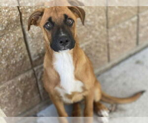 German Shepherd Dog-Unknown Mix Dogs for adoption in Tulsa, OK, USA