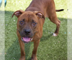 American Staffordshire Terrier-Unknown Mix Dogs for adoption in Rockaway, NJ, USA