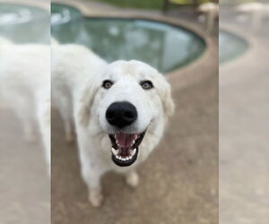 Great Pyrenees-Unknown Mix Dogs for adoption in Aurora, CO, USA