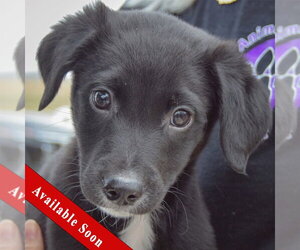 Border Collie-Unknown Mix Dogs for adoption in Huntley, IL, USA
