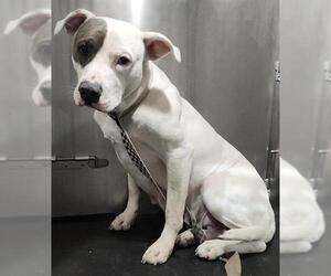 American Staffordshire Terrier-Unknown Mix Dogs for adoption in San Antonio, TX, USA