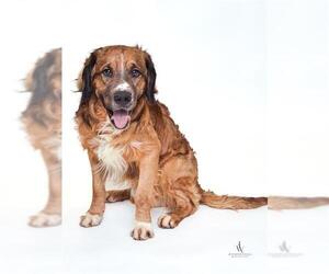 Mutt Dogs for adoption in Forestville, MD, USA