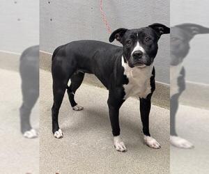 American Pit Bull Terrier-Unknown Mix Dogs for adoption in Las Vegas, NV, USA