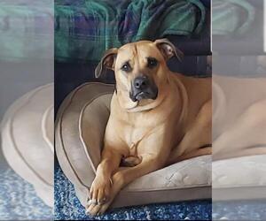 Black Mouth Cur-Unknown Mix Dogs for adoption in Montello, WI, USA
