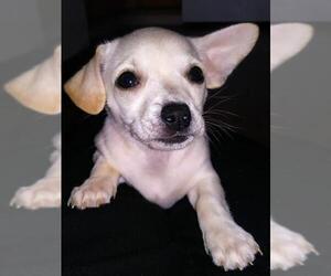 Malchi Dogs for adoption in Arlington, WA, USA