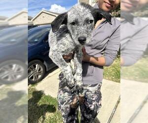 Catahoula Leopard Dog-Unknown Mix Dogs for adoption in Houston, TX, USA