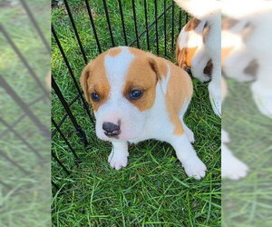 Mutt Dogs for adoption in Waterford, VA, USA