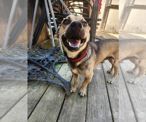 Chiweenie Dogs for adoption in garner, NC, USA