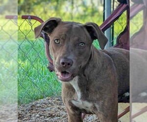Labrador Retriever-Unknown Mix Dogs for adoption in Anniston, AL, USA