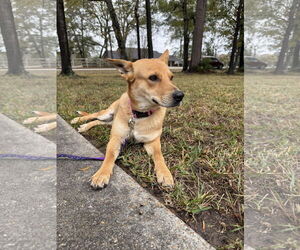 Labrador Retriever-Unknown Mix Dogs for adoption in The Woodlands, TX, USA