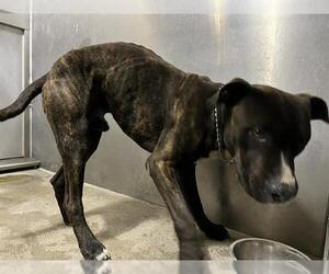American Pit Bull Terrier Dogs for adoption in Downey, CA, USA